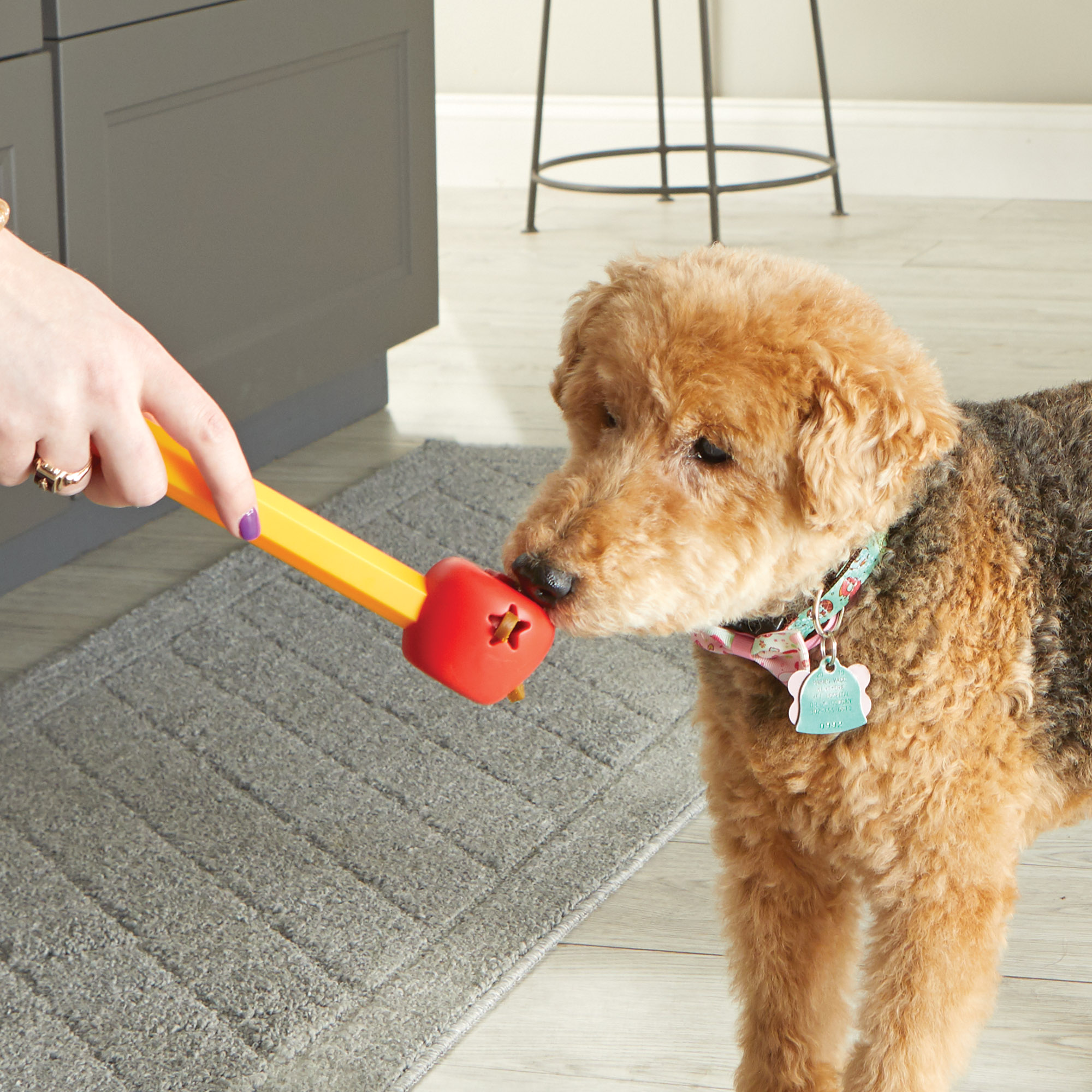 9363-PoochSchoolTrainingSet-Apple-1