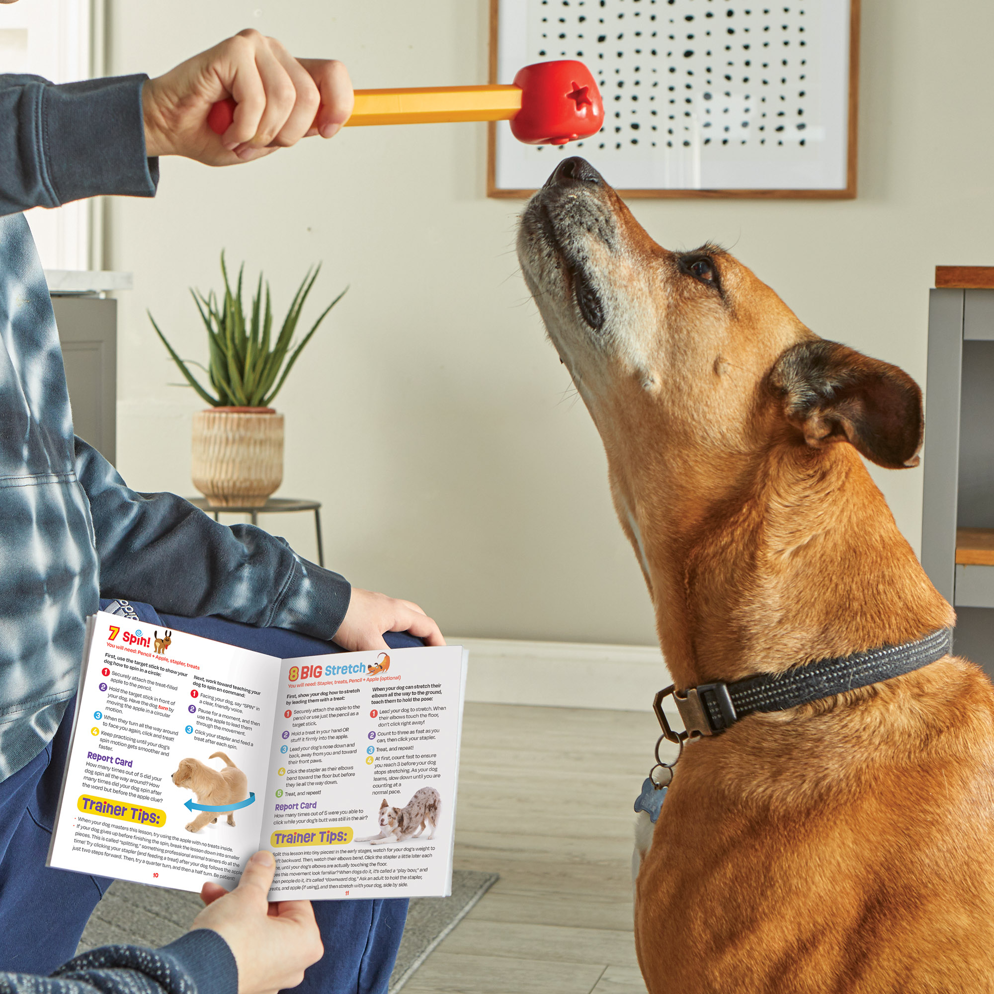 9363-PoochSchoolTrainingSet-Apple2