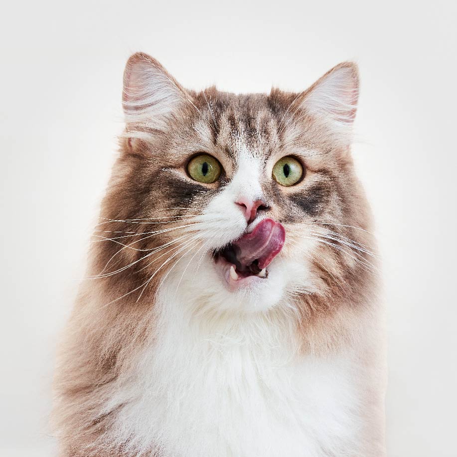 P-94902_GNT_TripleLayerTreat_1-8oz_AMZ_BTF_B2_LessThanOneCalorie_220x220